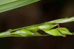 Manhart's sedge